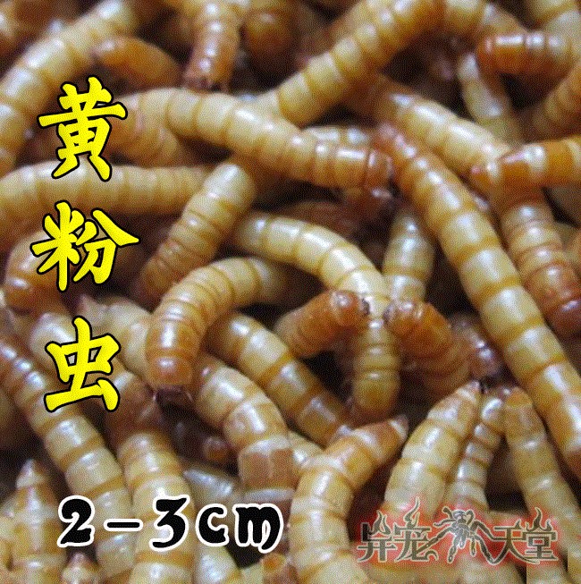 Barleworm Guangzhou Golden Dragon Fish Feed Bread Barlouge Bug Shipping Live Package Survival