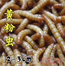 Barley worm Guangzhou golden dragon fish feed bread worm yellow powder worm crawling pet delivery live bag survival enough to weigh