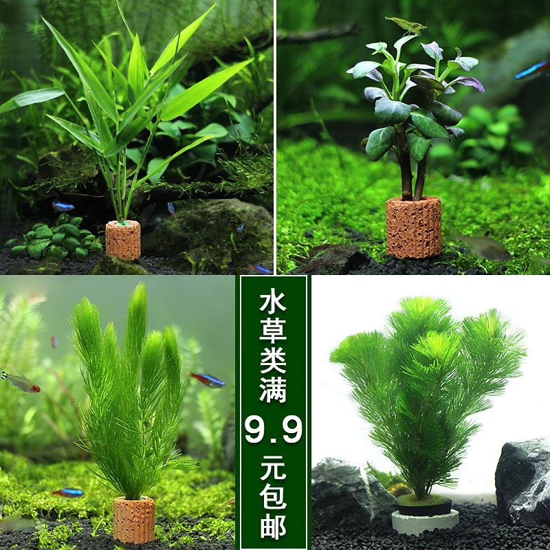 Aquarium fish tank decoration living water grass green chrysanthemum golden fish algae centipede grass feather split tuo grass water banyan sinking wood landscaping