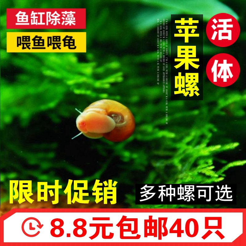 Cisfeng Apple Snail Fish Tank Grass Cylinder Tool Cleans Algae Ornamental Snail Water Group Freshwater Pet Snail Living Body