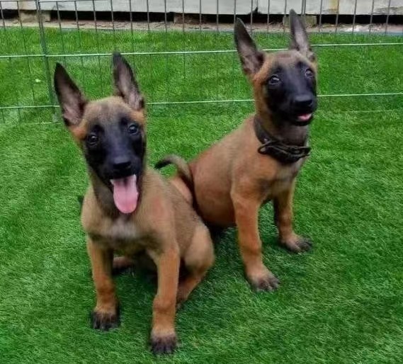 🐾马犬幼犬纯种马犬科目马犬纯种马犬牧羊犬宠物狗马犬比利时警犬纯,让你成为真正的宠物守护者!💪-狗狗-淘宝好物网