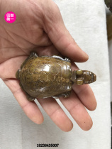 Antique Jade antique collection carved jade Jade hollow living room decoration turtle high ancient jade pendant