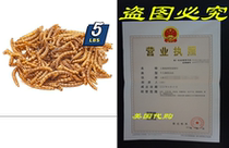 MBTP Bulk Dried Mealworms - Treats for Chickens Wild