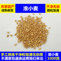 Huaiwheat 2 catty of wheat wheat tea wheat seed 1000 grams of grain full agricultural product New stock
