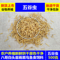 Five-grain insect maggots 500g bird-eating maggots-dried Myrtle Myrtle white-headed bird feed bird food feeding fish