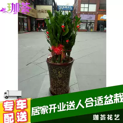 Money tree plant potted tree opening housewarming indoor plant potted flower Shanghai Suzhou distribution