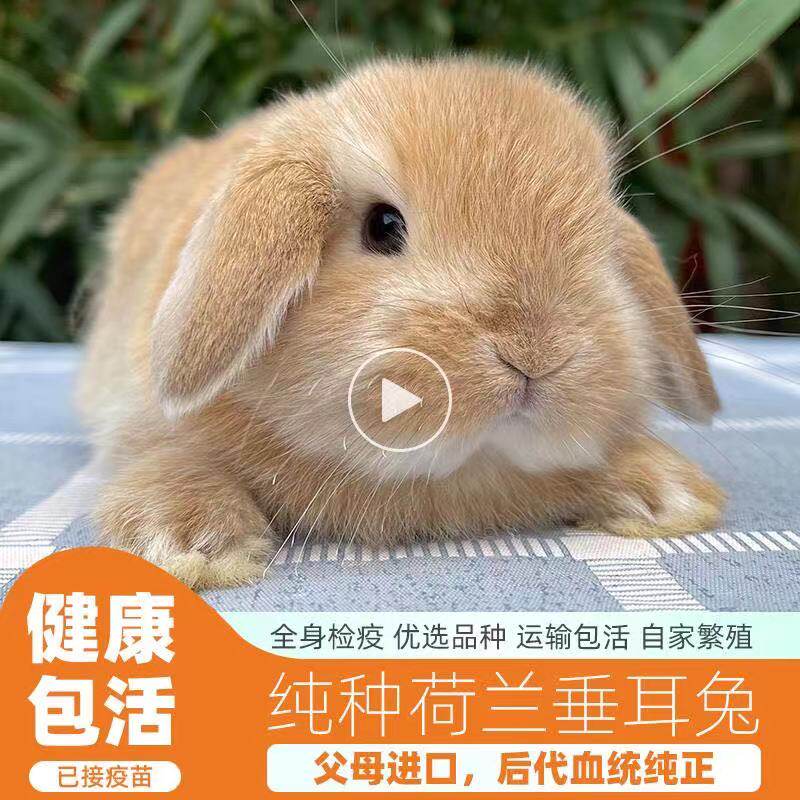 Pure breed single mixed double ancestry stage pet coeared rabbit living imported Dutch short hair mini teacup body living things
