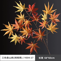 Три -колор Сяншан Клен (коричневый апельсиновый желтый)