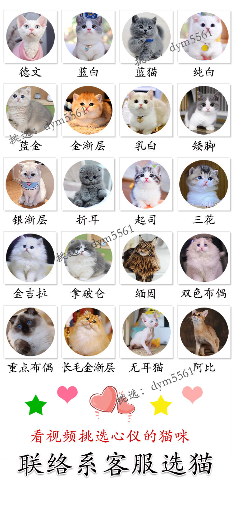 Другие 出售家养可爱粘人其它宠物品种齐全113