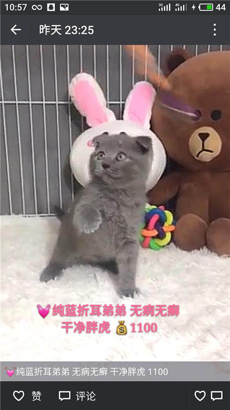 Другие 出售家养可爱粘人其它宠物品种齐全76