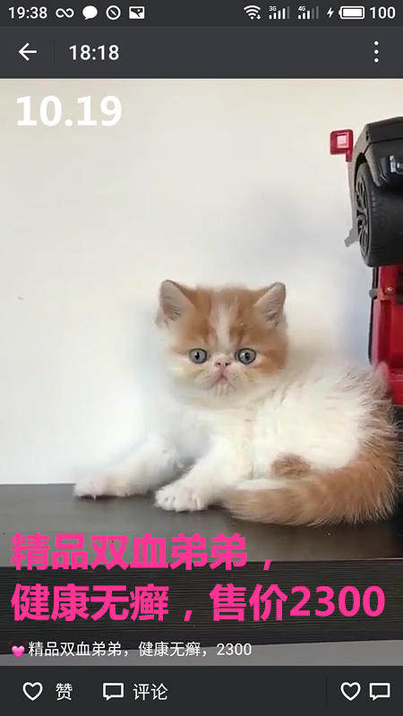 Другие 出售家养可爱粘人其它宠物品种齐全76