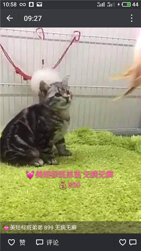 Другие 出售家养可爱粘人其它宠物品种齐全76