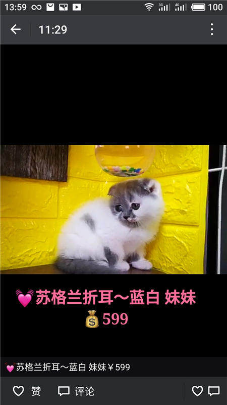 Другие 出售家养可爱粘人其它宠物品种齐全76