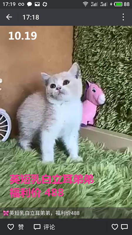 Другие 出售家养可爱粘人其它宠物品种齐全76