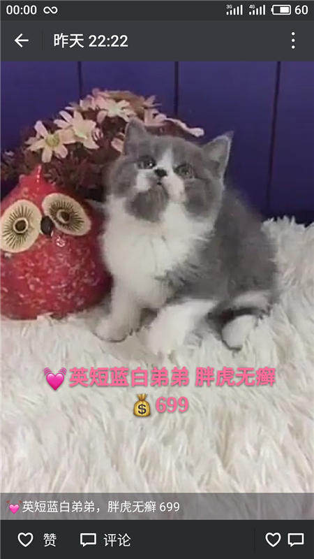 Другие 出售家养可爱粘人其它宠物品种齐全76