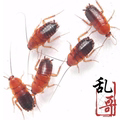 闪购活虫饲料养殖的LOGO