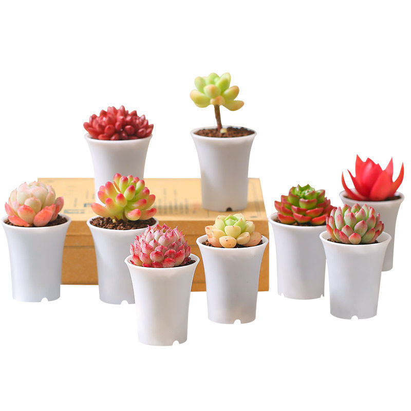 多肉植物组合盆栽稀有品种贵货创意肉肉老桩花卉含盆带土包邮绿植