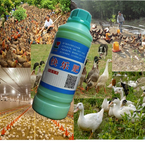 Грудная куриная утка и гусные голуби, чтобы оплодотворить вес короля и птицы.