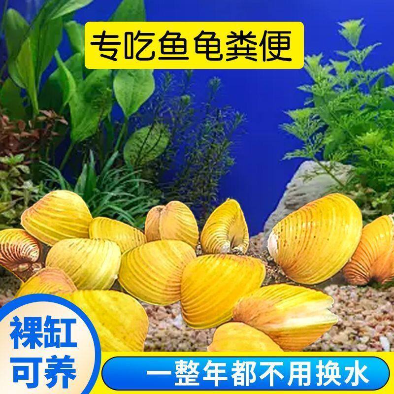 溪流黄金蚬河蚬河蚌：自然界的水质守护神与观赏小精灵-螺-淘宝百科网