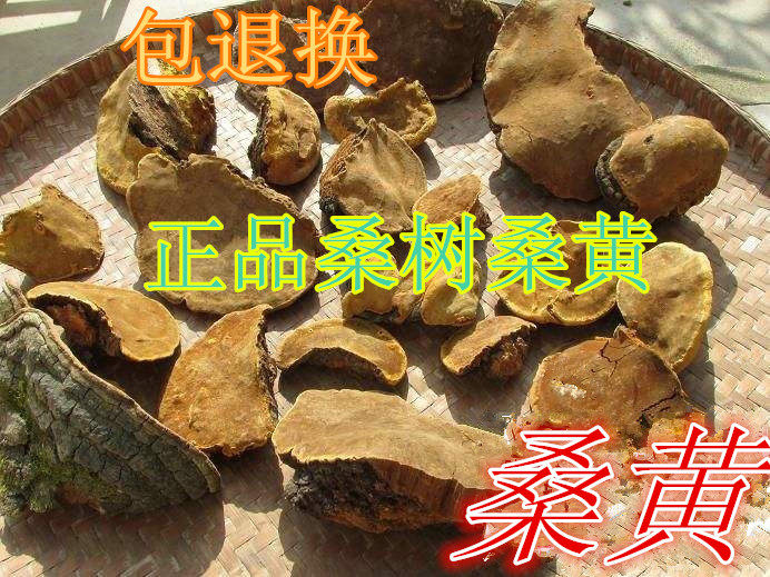 Ganoderma lucidum from Mulberry tree 500 grams of wild Ganoderma lucidum from Mulberry Tree Mulberry Yellow Ganoderma Lucidum