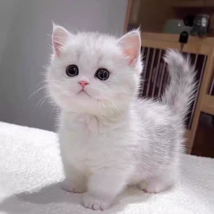 喵了个咪猫舍屋的LOGO