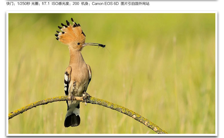 Ngân hàng Quốc gia Canon 70-300 EF 75-300 III USM ống kính zoom zoom tầm xa HD