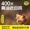 Egg Freshen, Buttery, Free-Range Hen, Whole Chicken, 400 Days Old, Freshly Killed, 3 Pieces, Suitable for Soup, Free Shipping Via Sf Express