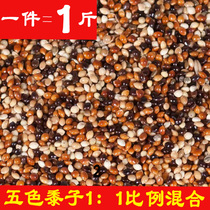 Pigeon food parrot mixed grain 5 color mixed millet millet Millet Bird food feed tiger skin Xuan peony one piece 500 grams