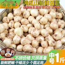 Middle number bitter Chinese onion Sichuan bitter pepper with fresh onion Sichuan bitter pepper and white Chongqing bitter called Xiaogan garlic Mountain wild scallion head 1 catty