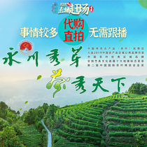 Live Yongchuan Xiuya Green Tea Gift Box Tea New Tea Mingquan Spring Tea Strong Fragrant Mountain Maojian Bulk