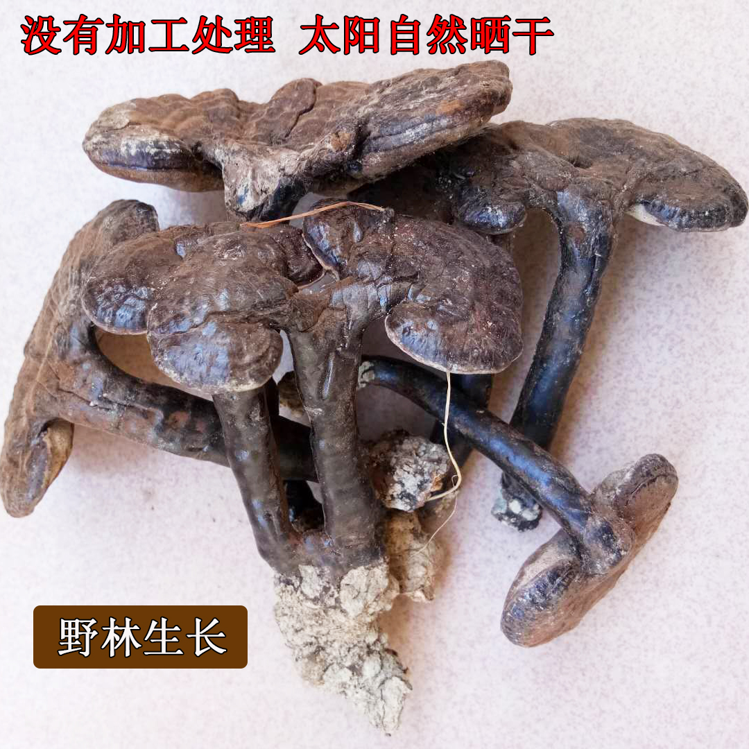 Whole ganoderma lucidum semi-wild soaked wine purple ganoderma lucidum dried goods purple zhi mushroom linzhi grass red ganoderma lucidum pieces under the forest small ganoderma lucidum
