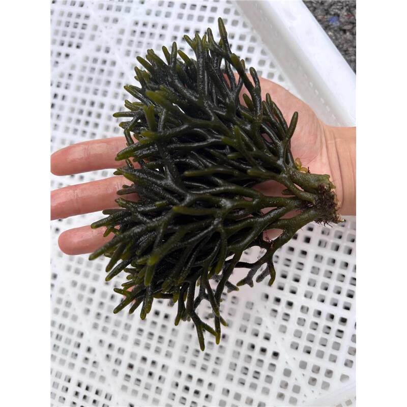 🌊揭秘海洋秘境!藻红葡萄藻+鹿角藻+羽毛藻,净化水质的海洋精灵🌊-其它水族宠物-淘宝好物网