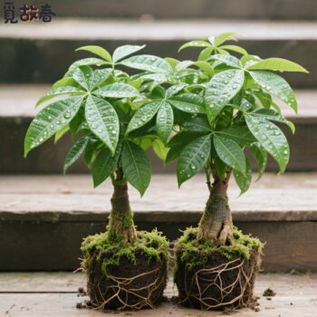 Money tree potted plant indoor living room desktop