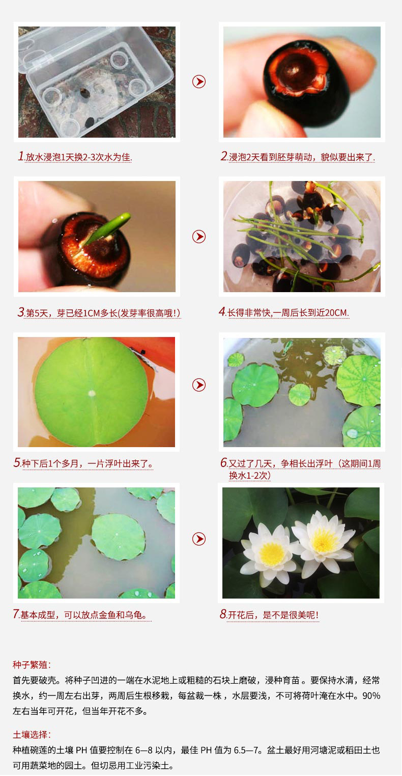 Jingdezhen ceramic aquarium small goldfish turtle cylinder water lily bowl lotus basin basin small household yj41 collectors writing brush washer