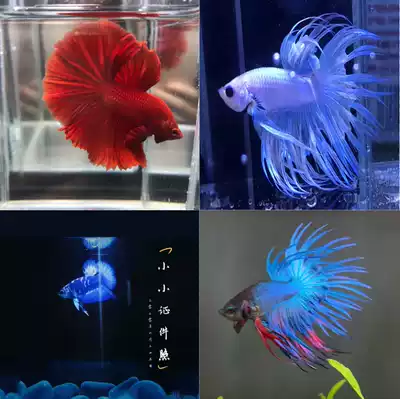 Thai Betta half moon Lion King general female fish big ears double tail half moon Film fish fish one fish