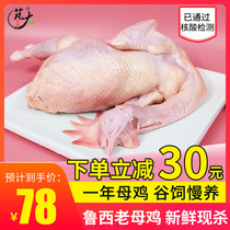 Peng big food Luxi Farm old hen under a single slaughter 2 8kg fresh frozen vacuum three yellow chicken Shunfeng