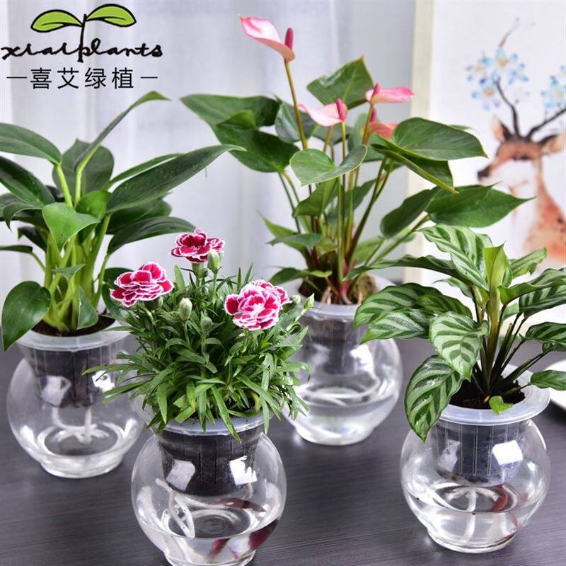 绿萝水培植物净化空气水培植物室内花卉盆栽四季种花种子卧室水养
