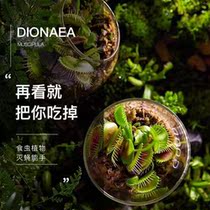 Cordyceps potting big mouth Cordyceps potted Venus flytrap cannibal flower green plant pig cage bottle
