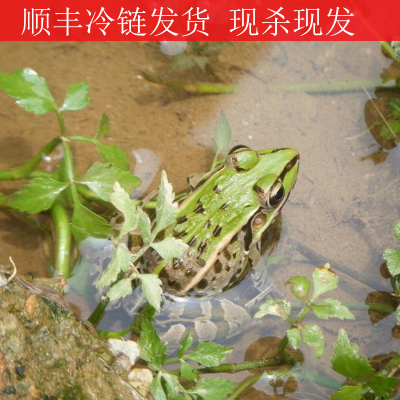 (Gift level now killing frog meat) Frog fresh frog meat rice field free-range barbecue ingredients wholesale