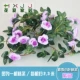 Mô phỏng hoa hồng mây lá treo tường hoa nhân tạo ống hoa lụa trong nhà trang trí hoa nhựa cây nho xanh - Hoa nhân tạo / Cây / Trái cây hoa giả để bàn