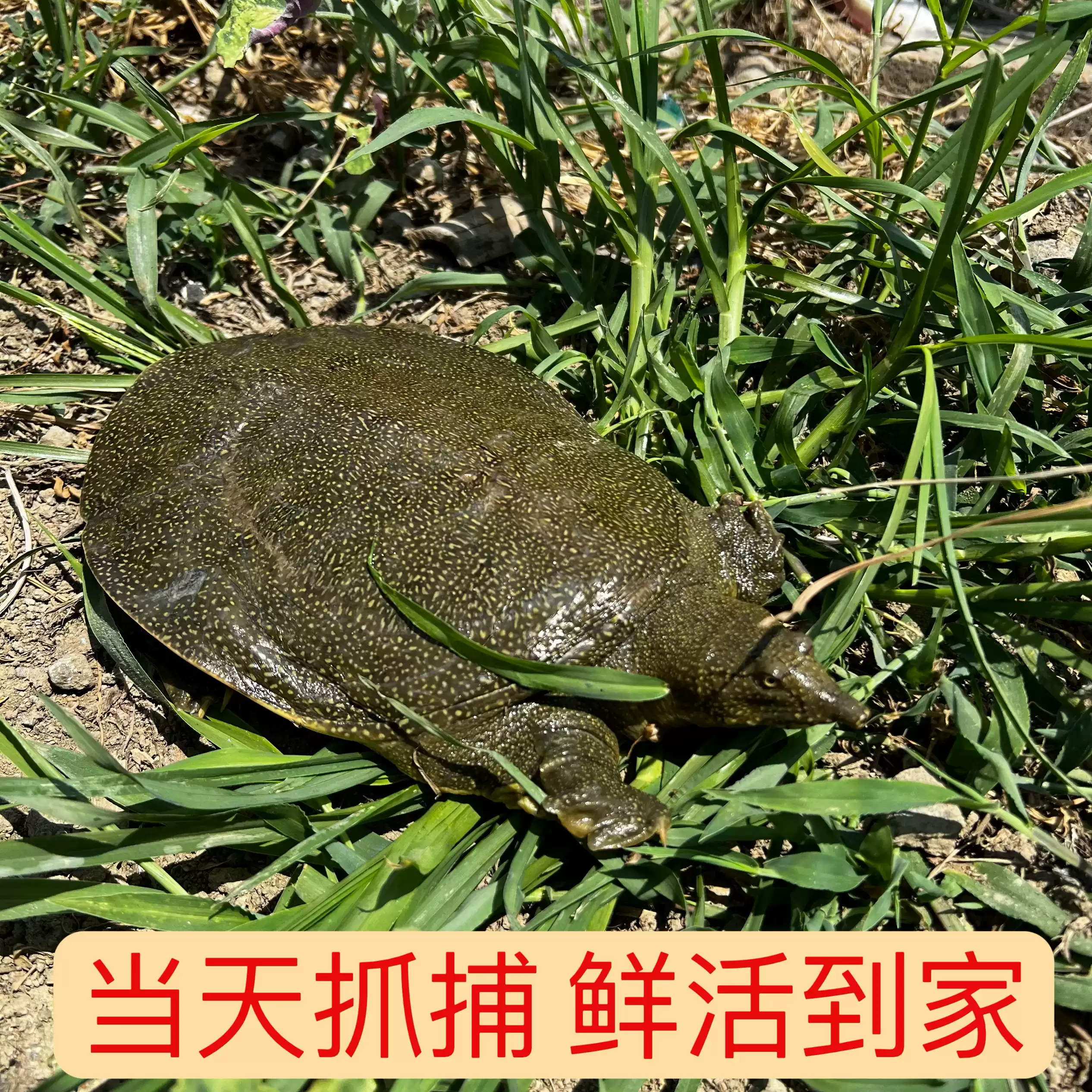 大规格甲鱼苗外塘养殖：中华鳖水鱼团鱼苗包邮生态放养，优选包活到家！