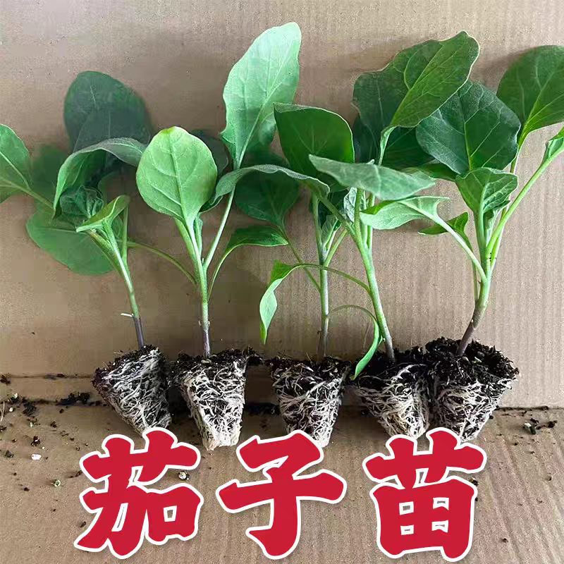 广州紫色长茄苗：阳台种植的新宠儿