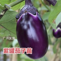 Guangzhou Purple Pot Eggplant Rice Seedlings Fresh Fry Earth Open Seed Round Eggplant Bulb Purple Leather Eggplant