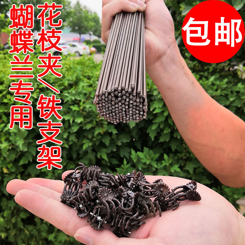 Butterfly Orchid Steps Orchid Gray Clamp Fixed Clamp Clamp Monthly Flower Plant Stereotype Bar Stereo Band Support