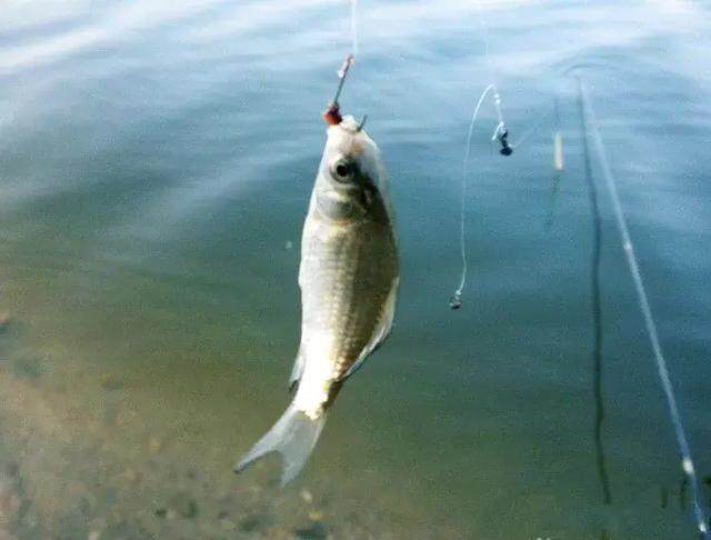 在釣魚中 蚯蚓是很好的萬能魚餌 淘寶海外