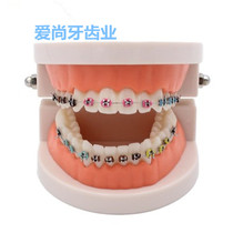 Dental Model Dental Material Oral Dental Instrument Teaching Model Material Dental Model