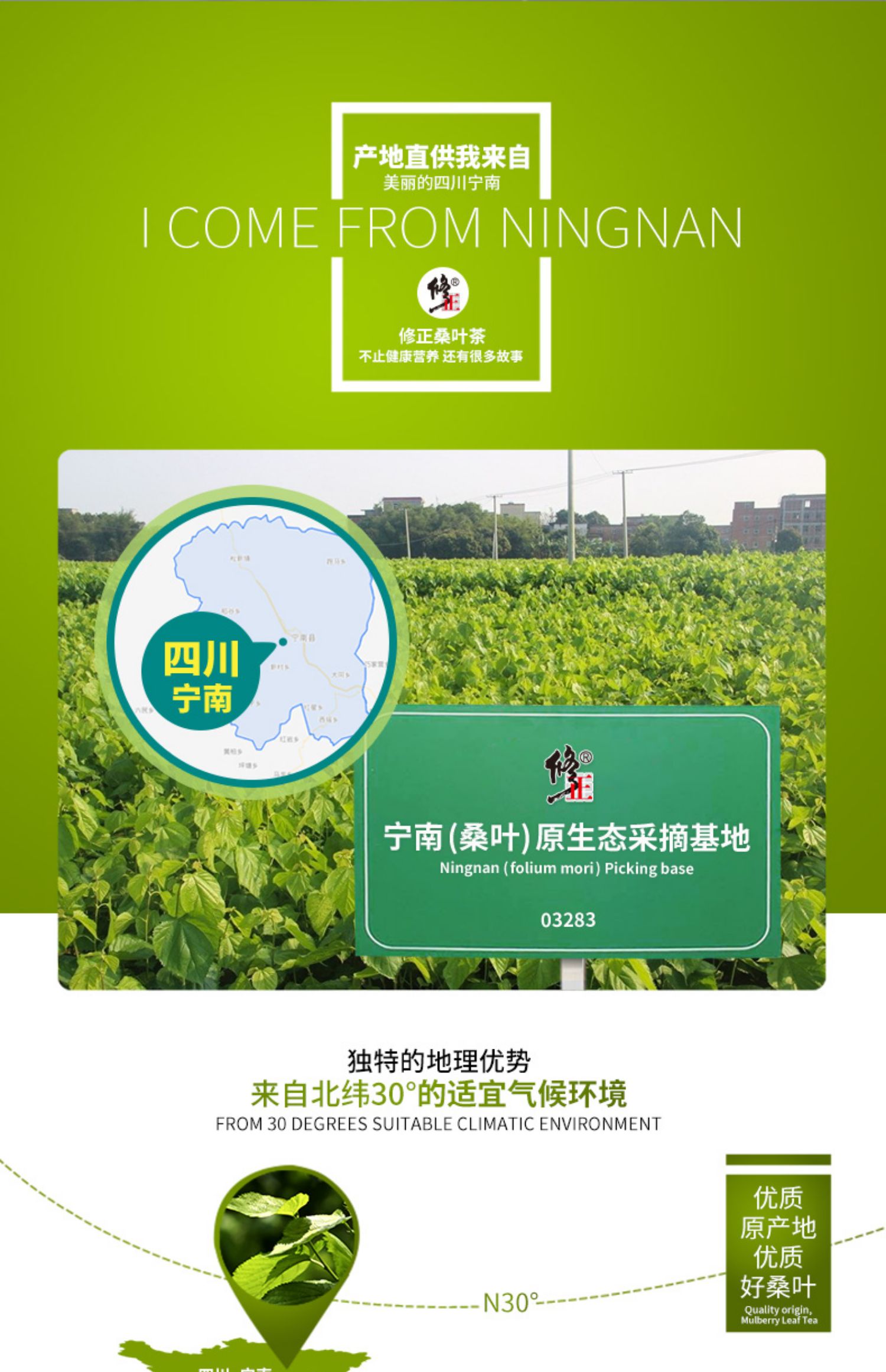 【百年修正】新鲜桑叶茶60g/罐