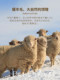 Warmth BI for autumn and winter. Wool sweater is skin-friendly and comfortable. Half turtleneck white pullover sweater for men.