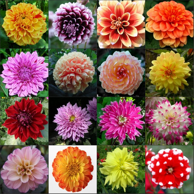 9 9 9 Yuan Grand Lifloral seed mixed colour Little Liflower Dali to admire flower seed potted plant easy to grow