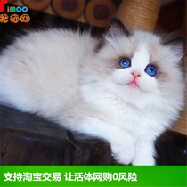 Puppet cat kitten pet cat live cute small purebred living creature